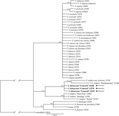 Nuclear and Chloroplast Sequences Resolve the Enigmatic Origin of the Concord Grape